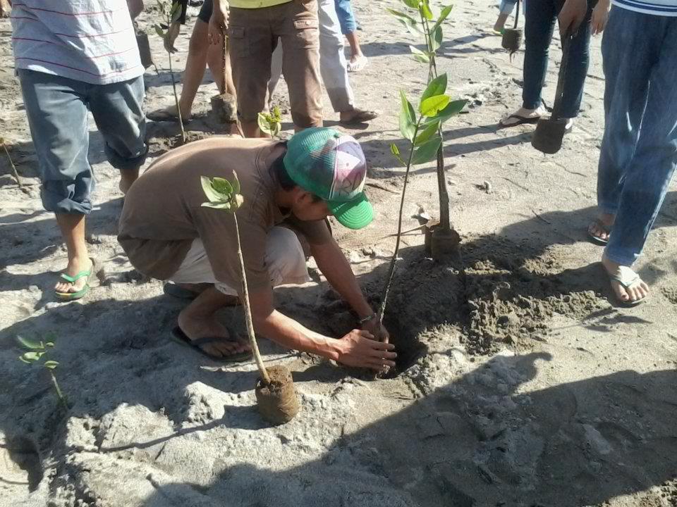 Mangrovengürtel © TreesForTheFuture